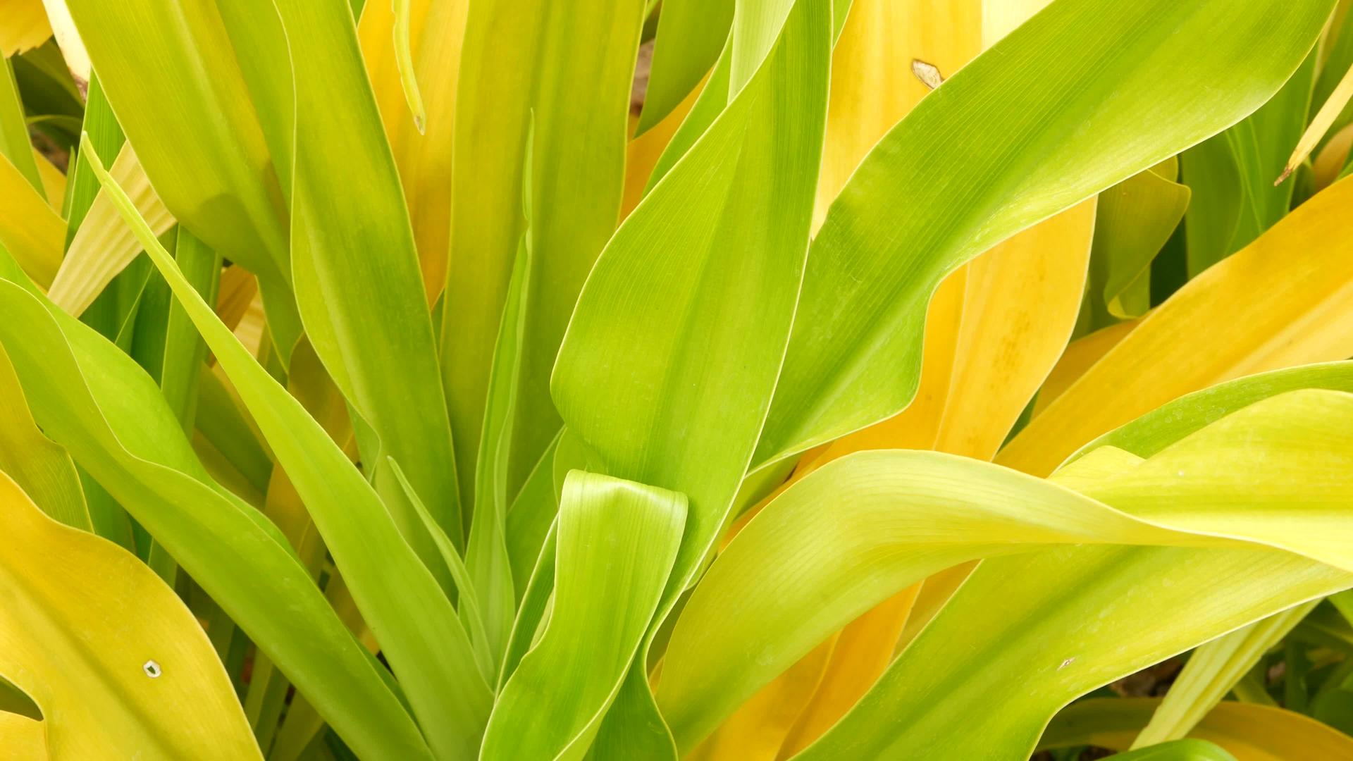 杂色绿黄叶花园里有杂色绿黄热带植物视频的预览图