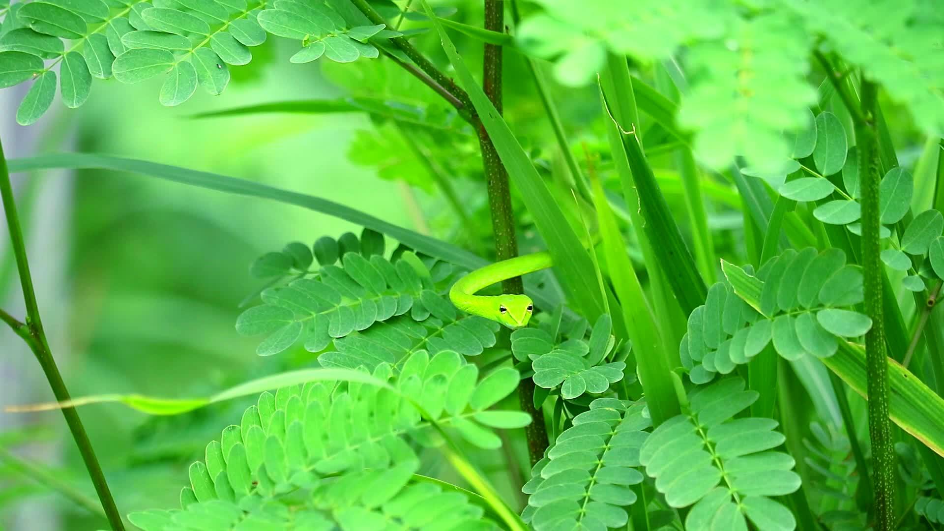 东方鞭子藏在花园的树叶里供昆虫和小动物食用视频的预览图
