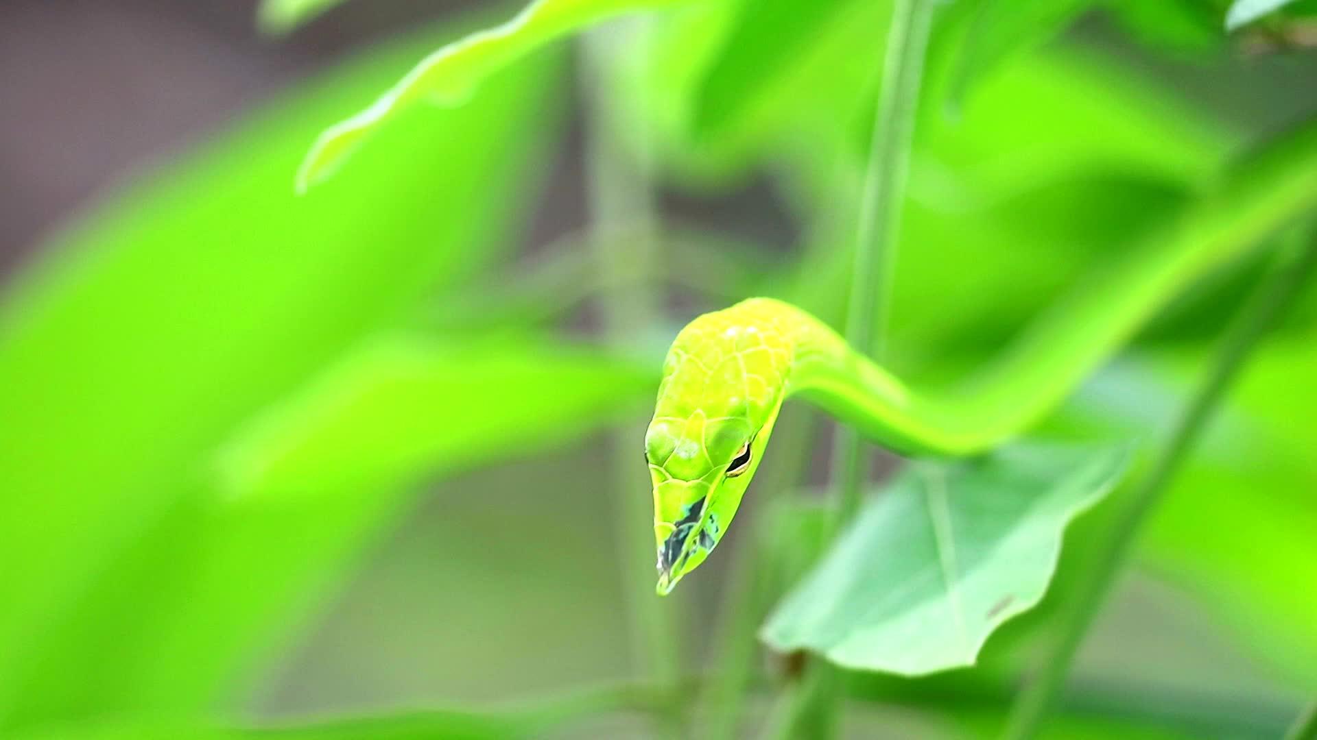 东方的鞭子藏在花园的叶子里让昆虫和小动物吃掉视频的预览图