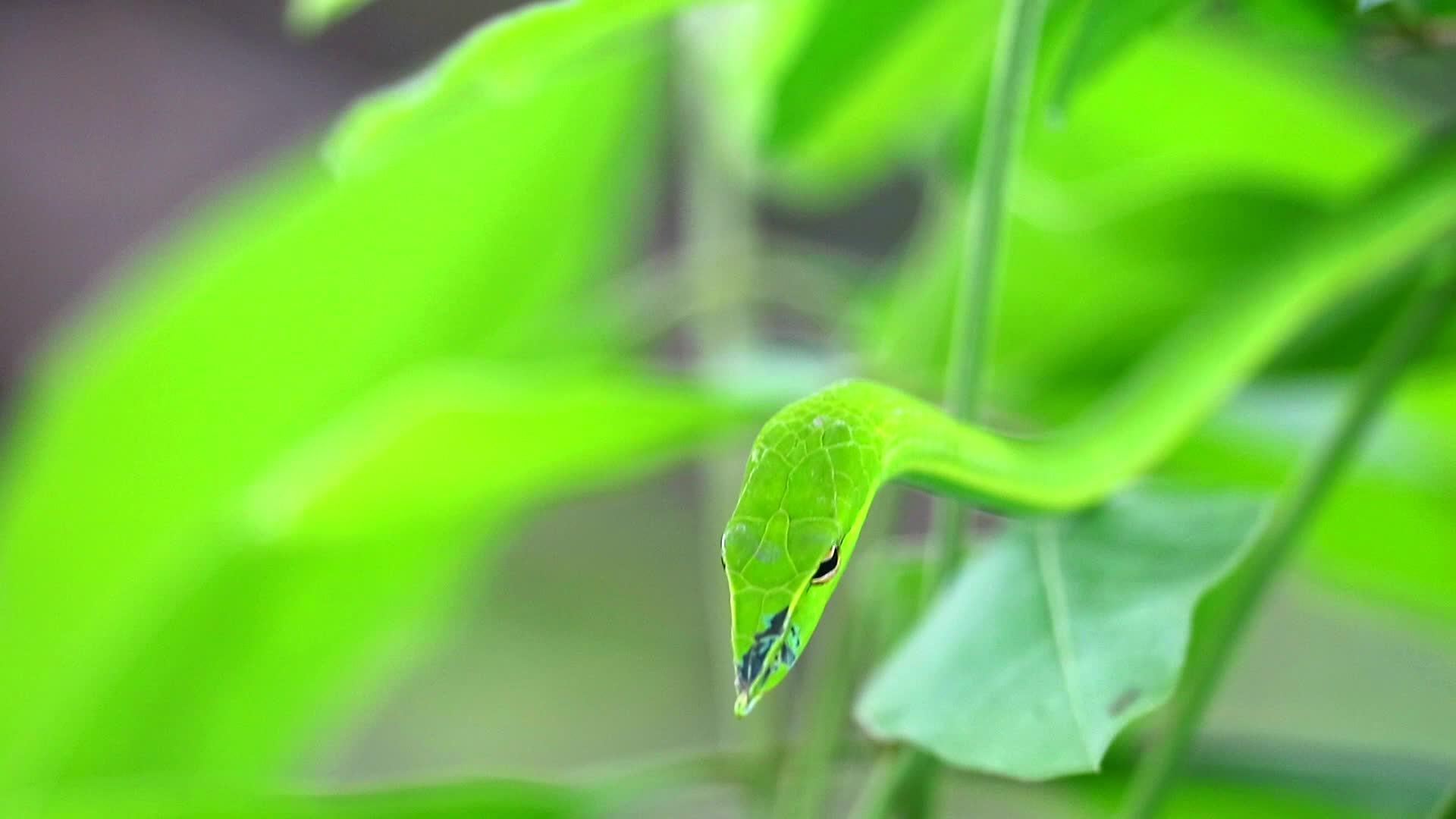 昆虫和小动物藏在花园的叶子里视频的预览图