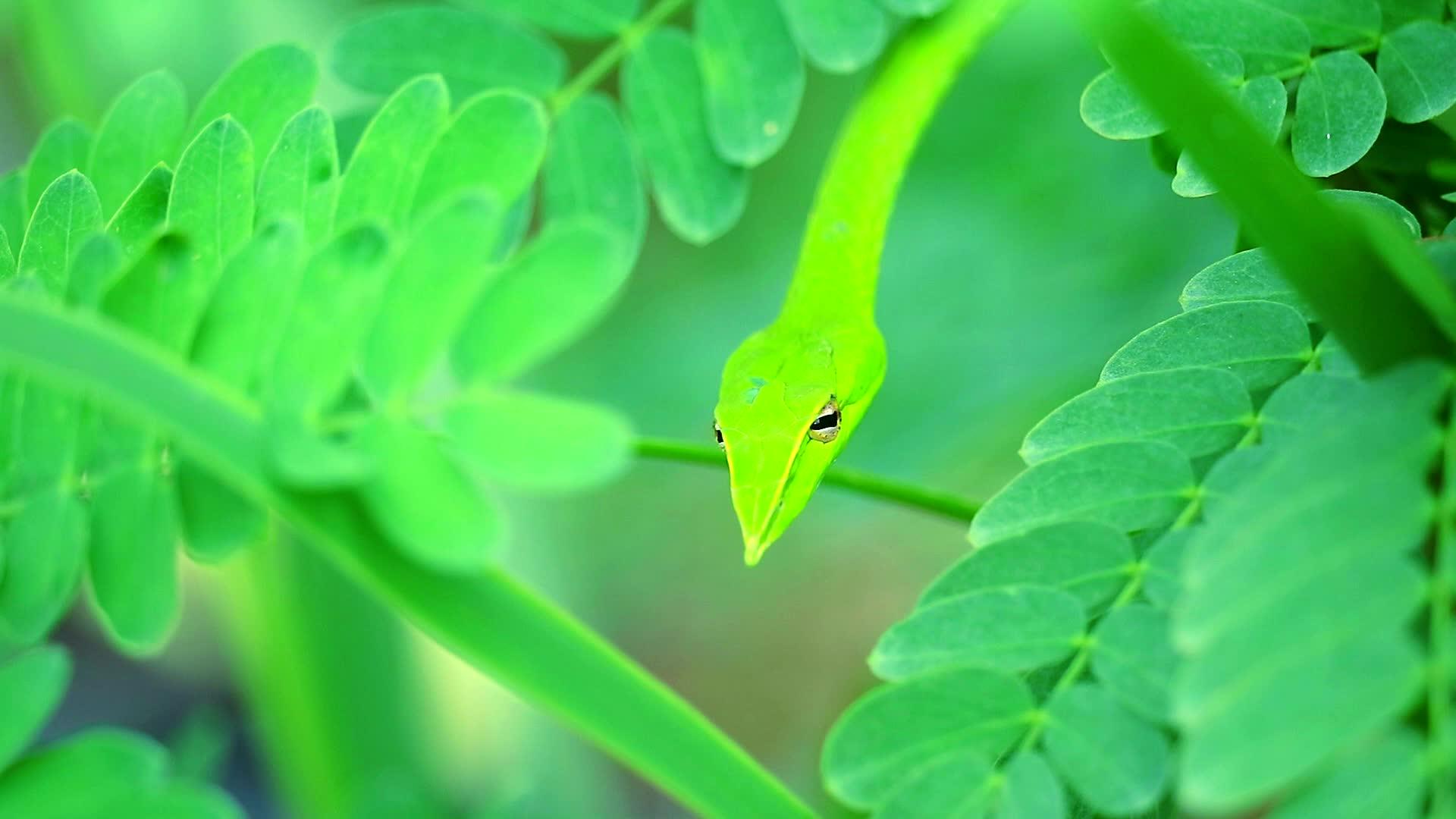 昆虫和小动物藏在花园的叶子里他们可以吃视频的预览图