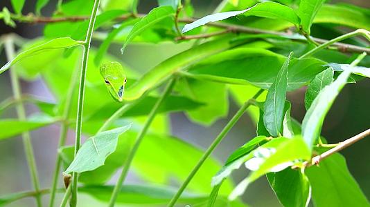 东方鞭子藏在花园的叶子里供昆虫和小动物食用视频的预览图