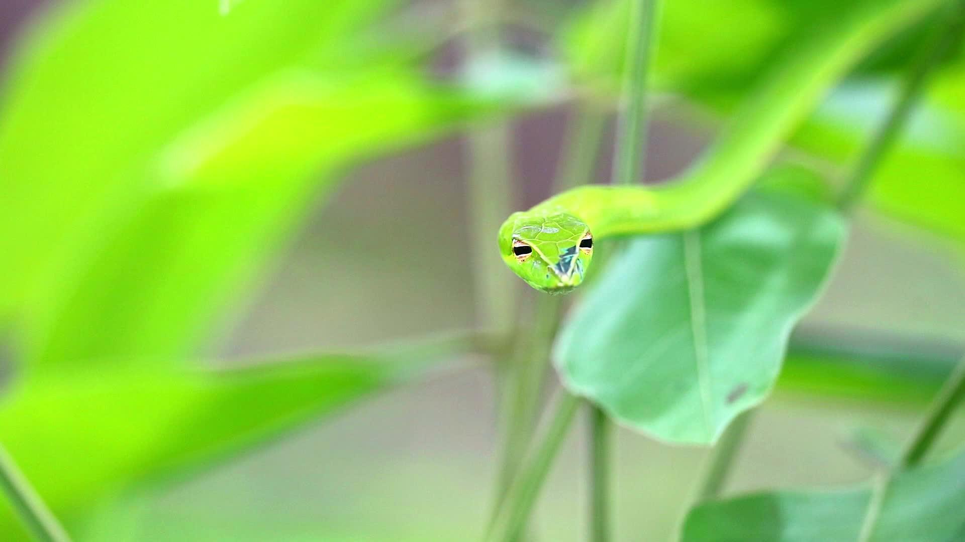 东方鞭子藏在花园的树叶里供昆虫和小动物食用视频的预览图