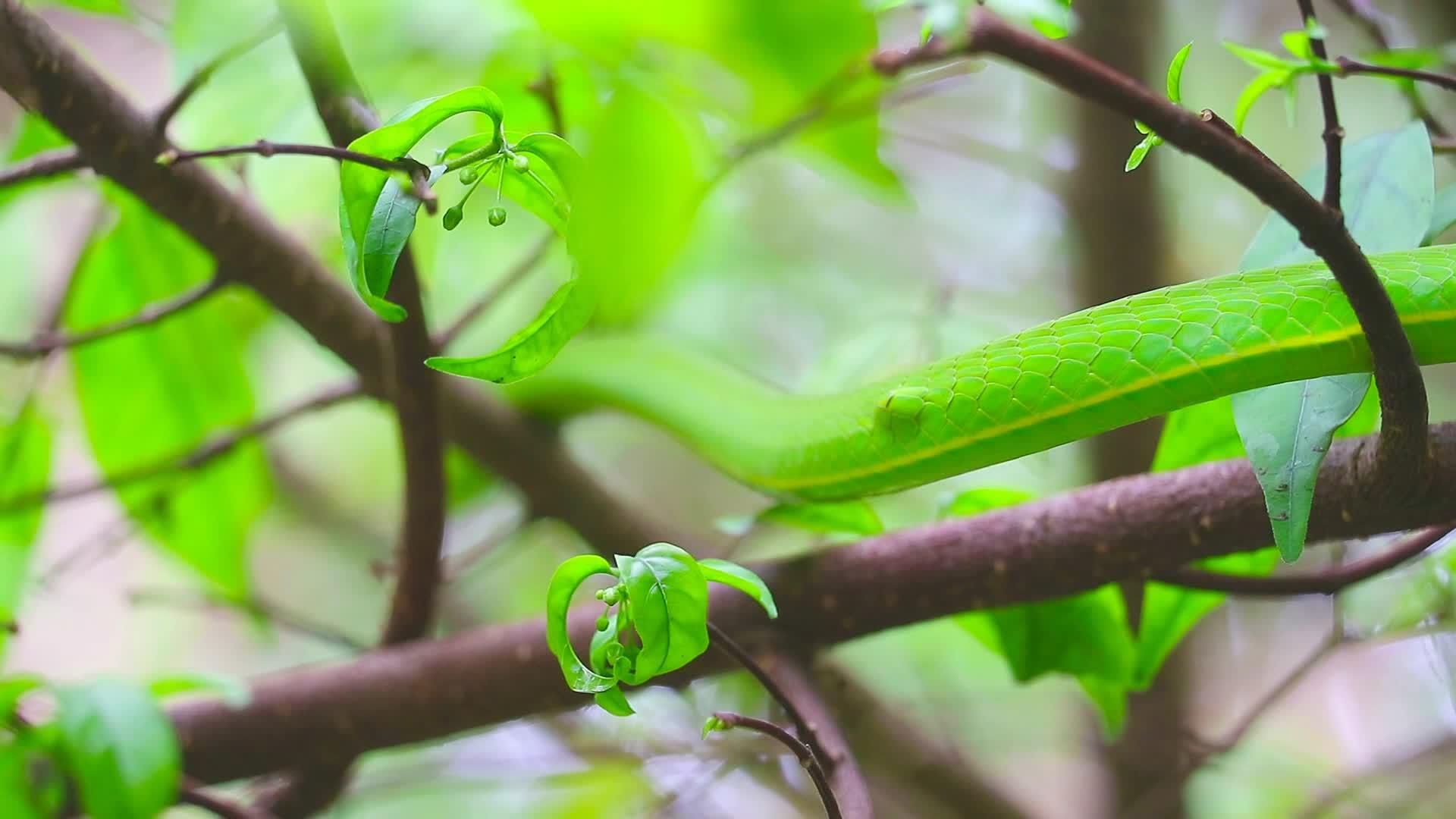 东方鞭蛇的身体在花园的子之间的树枝上缓慢地移动视频的预览图