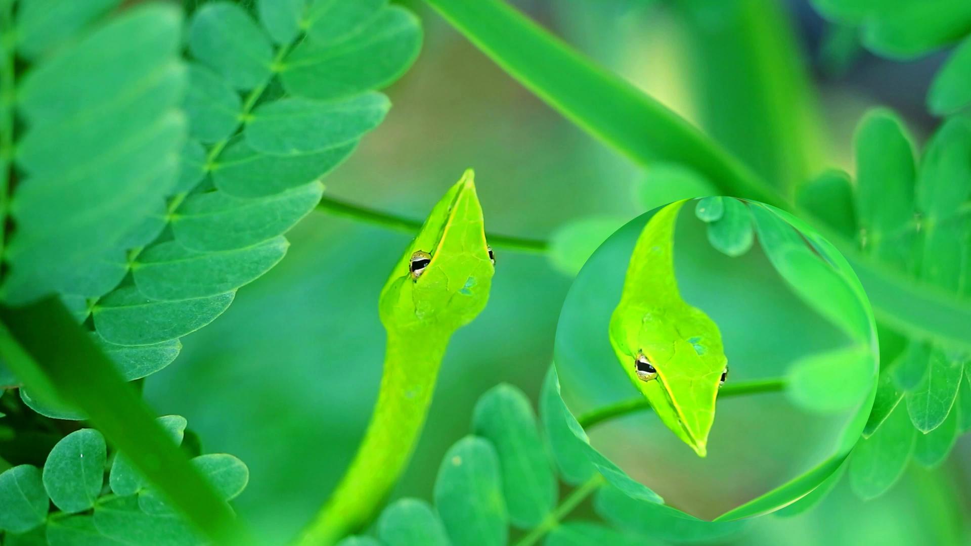 昆虫和小动物可以在花园的叶子里吃视频的预览图