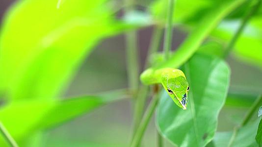 昆虫和小动物可以在花园的叶子里吃视频的预览图