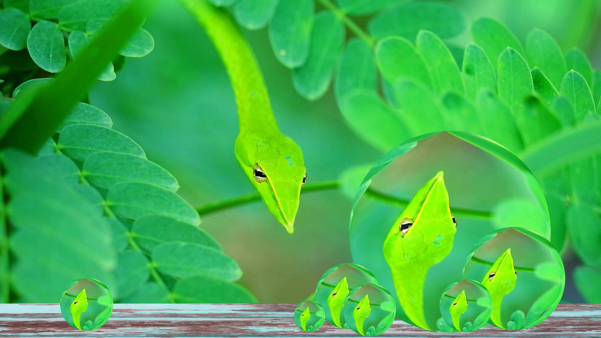在花园的叶子里藏着隐藏的东山鞭鼻毛的昆虫视频的预览图