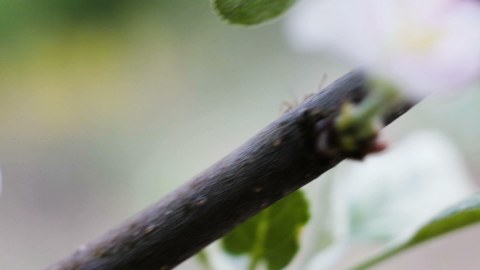 蚂蚁在树枝上的宏观射击视频的预览图