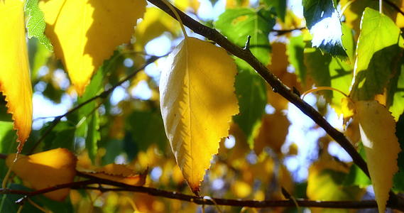 阳光照在树上的秋叶视频的预览图