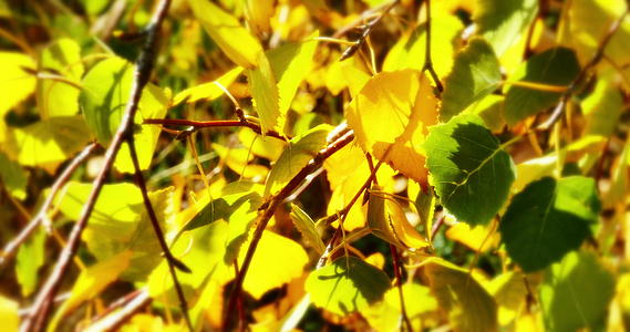 阳光照在树上的秋叶视频的预览图