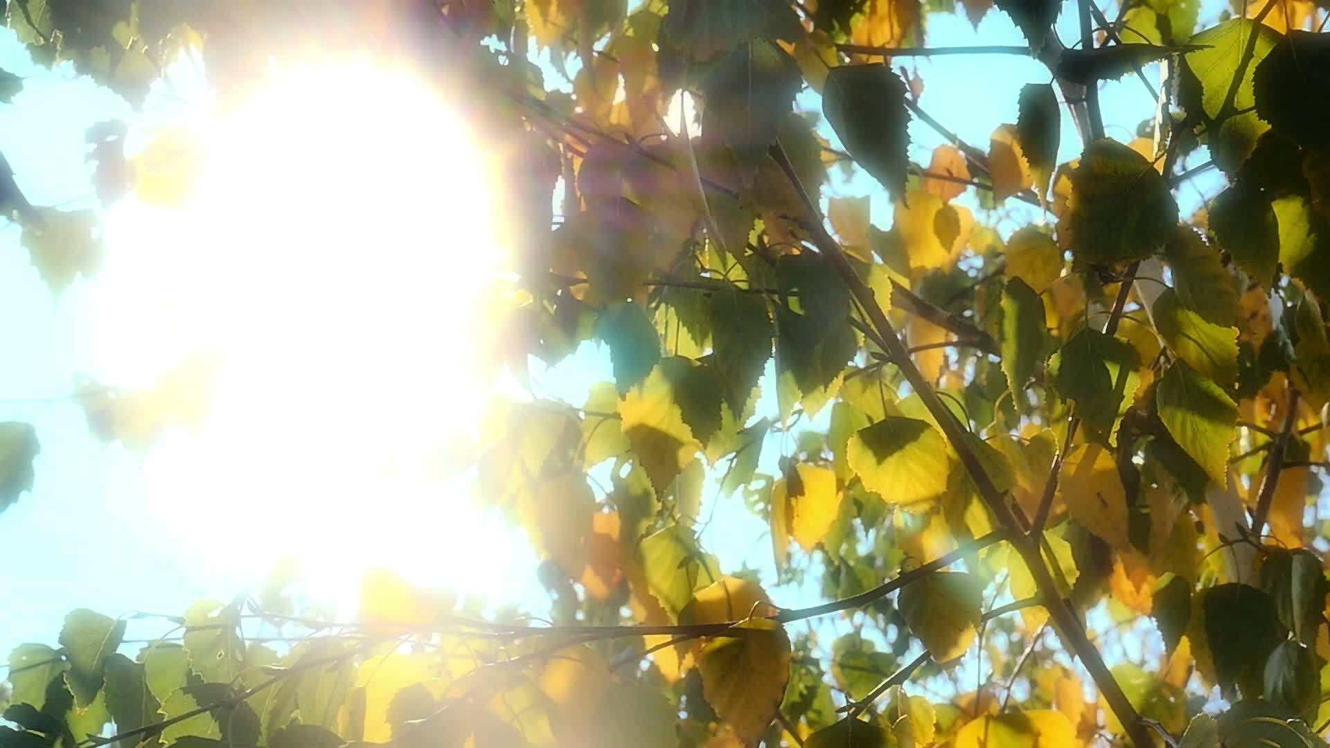 树上的秋叶阳光照亮视频的预览图