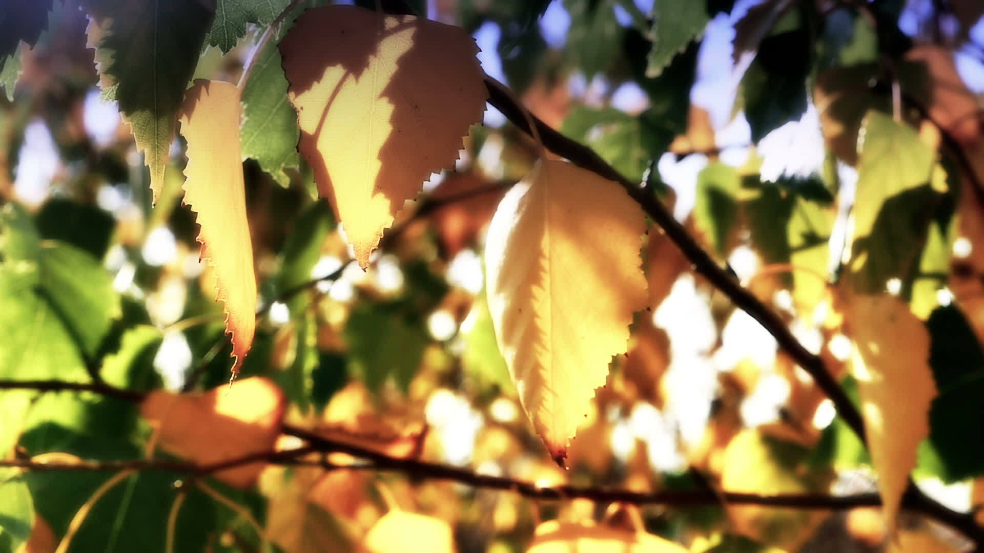 树上的秋叶阳光照亮视频的预览图