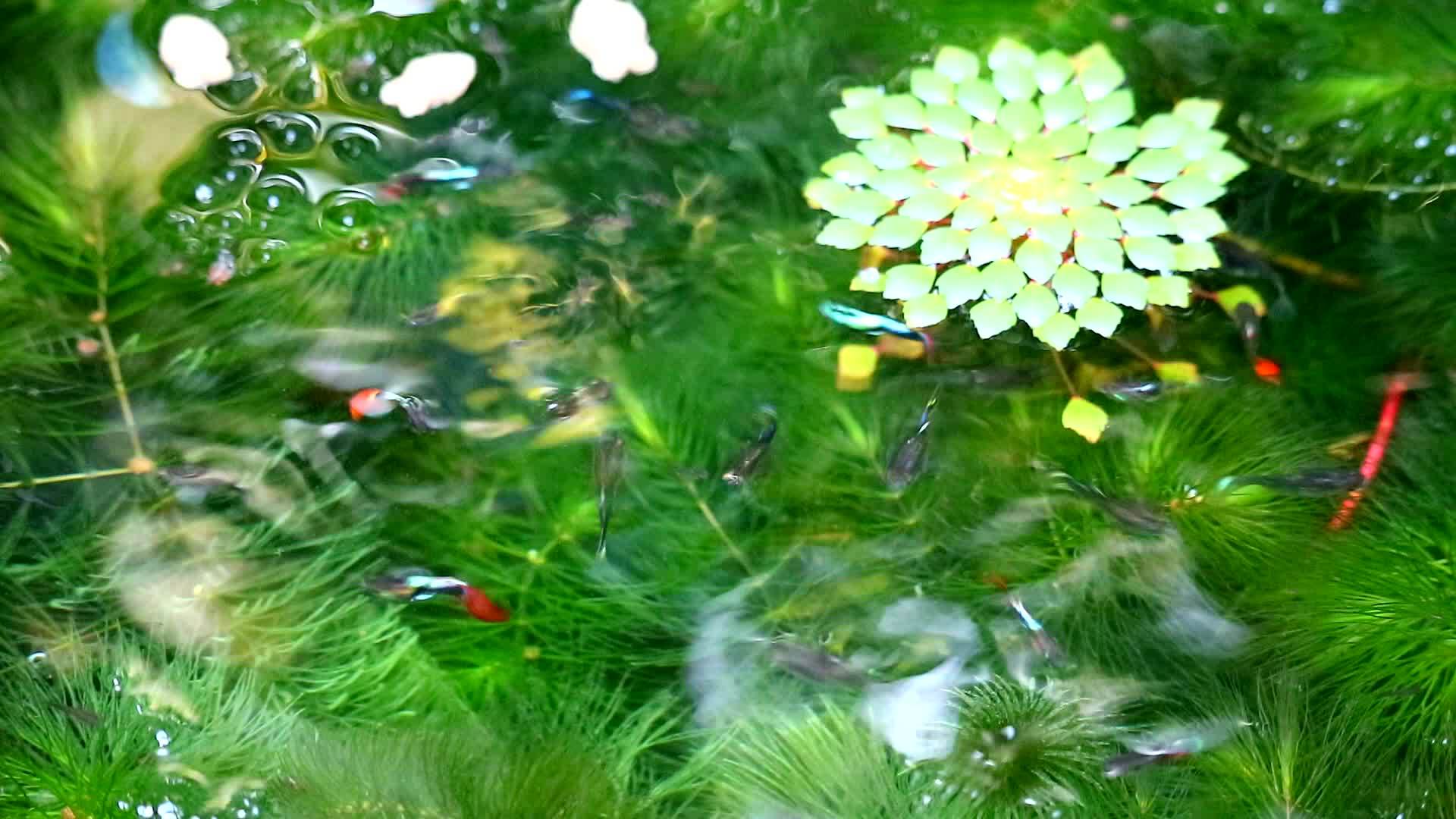 水栗子水钙虚假松散冲突润滑脑和池塘里的小猩猩鱼视频的预览图
