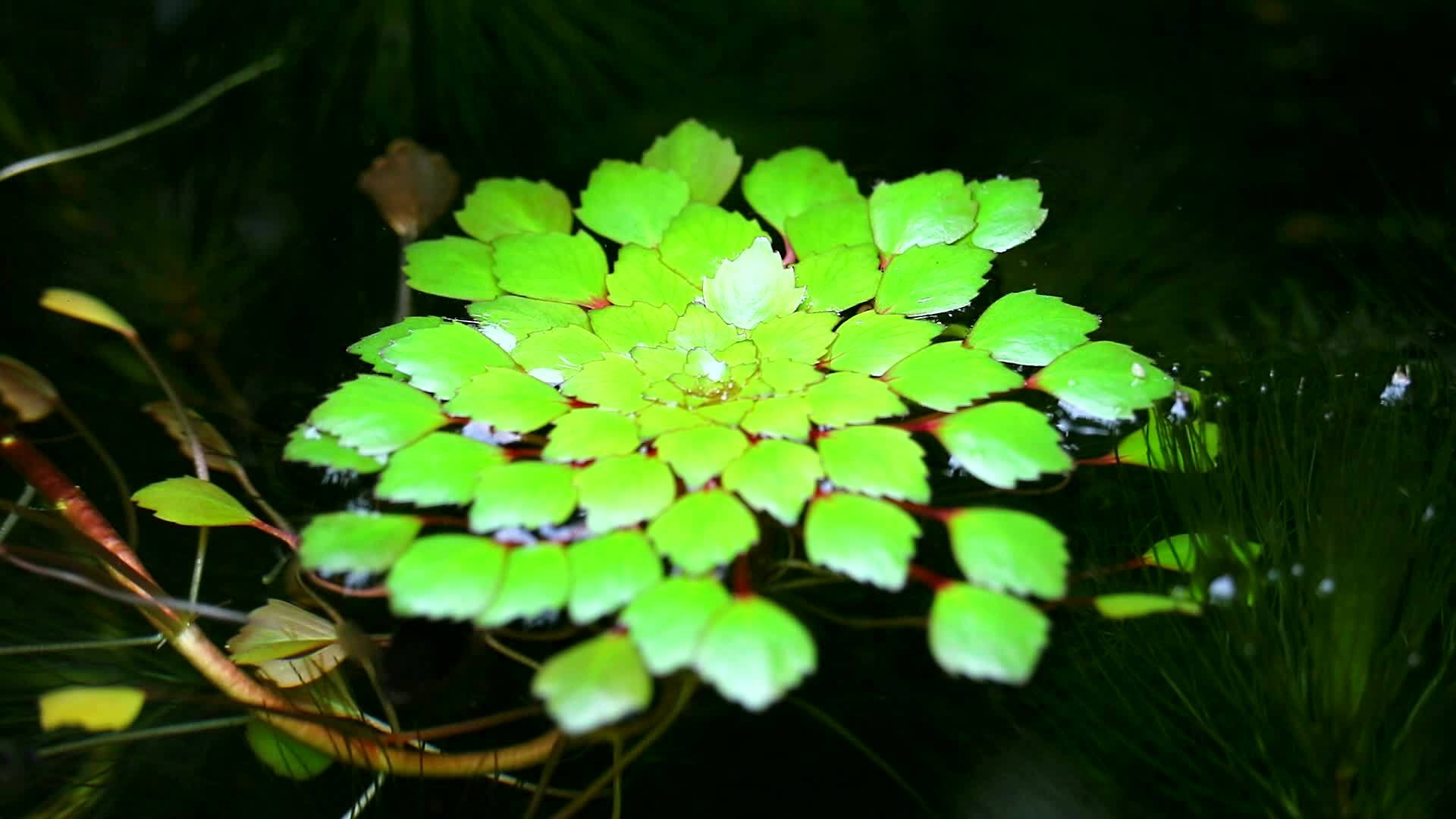 水栗子或水钙虚假松散冲突或角栗子4视频的预览图