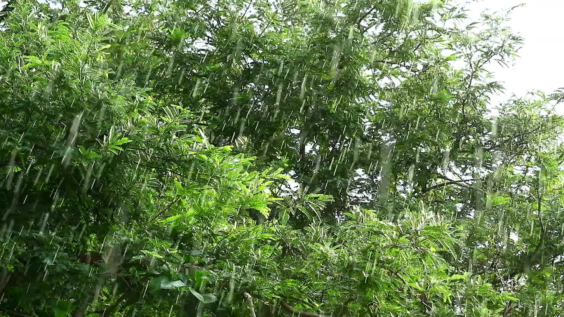 园艺焦点背景树枝的雨滴、风和阳光随风移动下午反射树叶视频的预览图