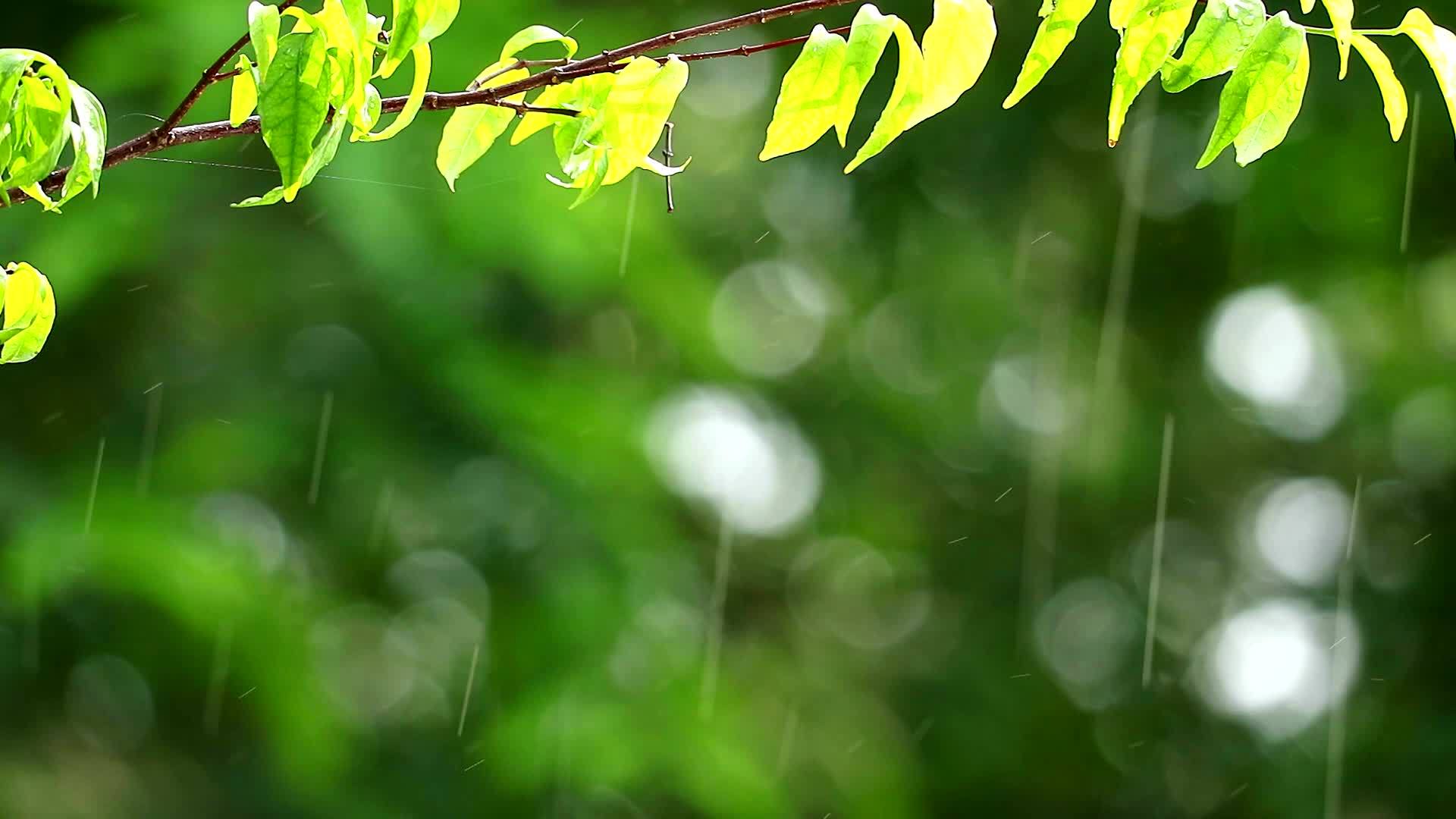 下午花园里的雨滴和模糊的绿色背景树枝反射了树叶视频的预览图