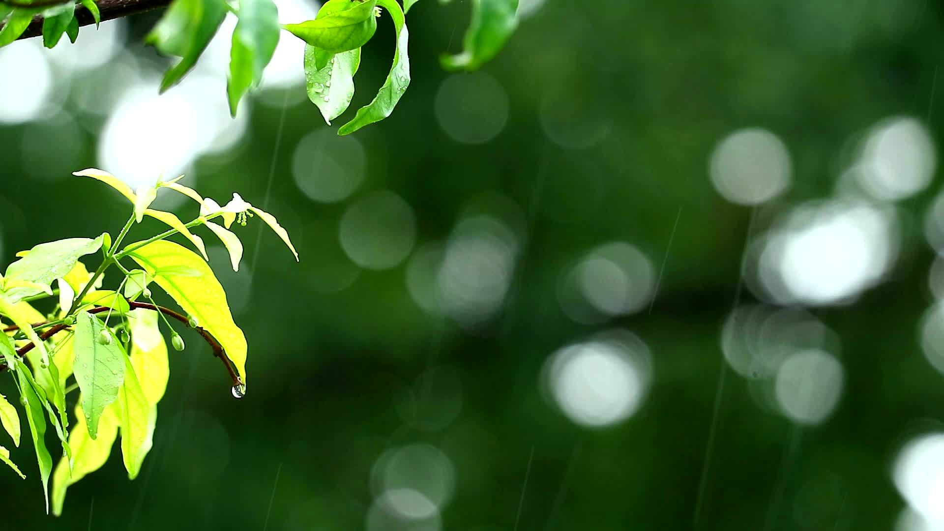 花园里的雨滴和模糊的绿色背景树枝随风和阳光移动视频的预览图