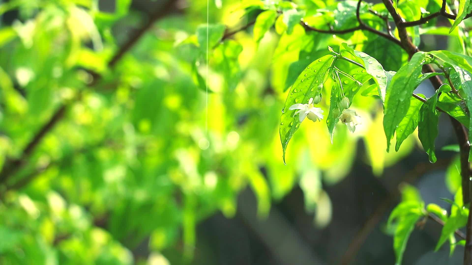 下午树叶反射时花园里的雨滴和模糊的绿色背景视频的预览图