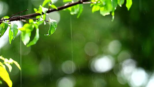 花园里的雨滴和模糊的绿色背景树枝随风和阳光移动视频的预览图