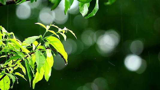 花园里的雨滴和模糊的绿色背景树枝、风和阳光在移动1视频的预览图