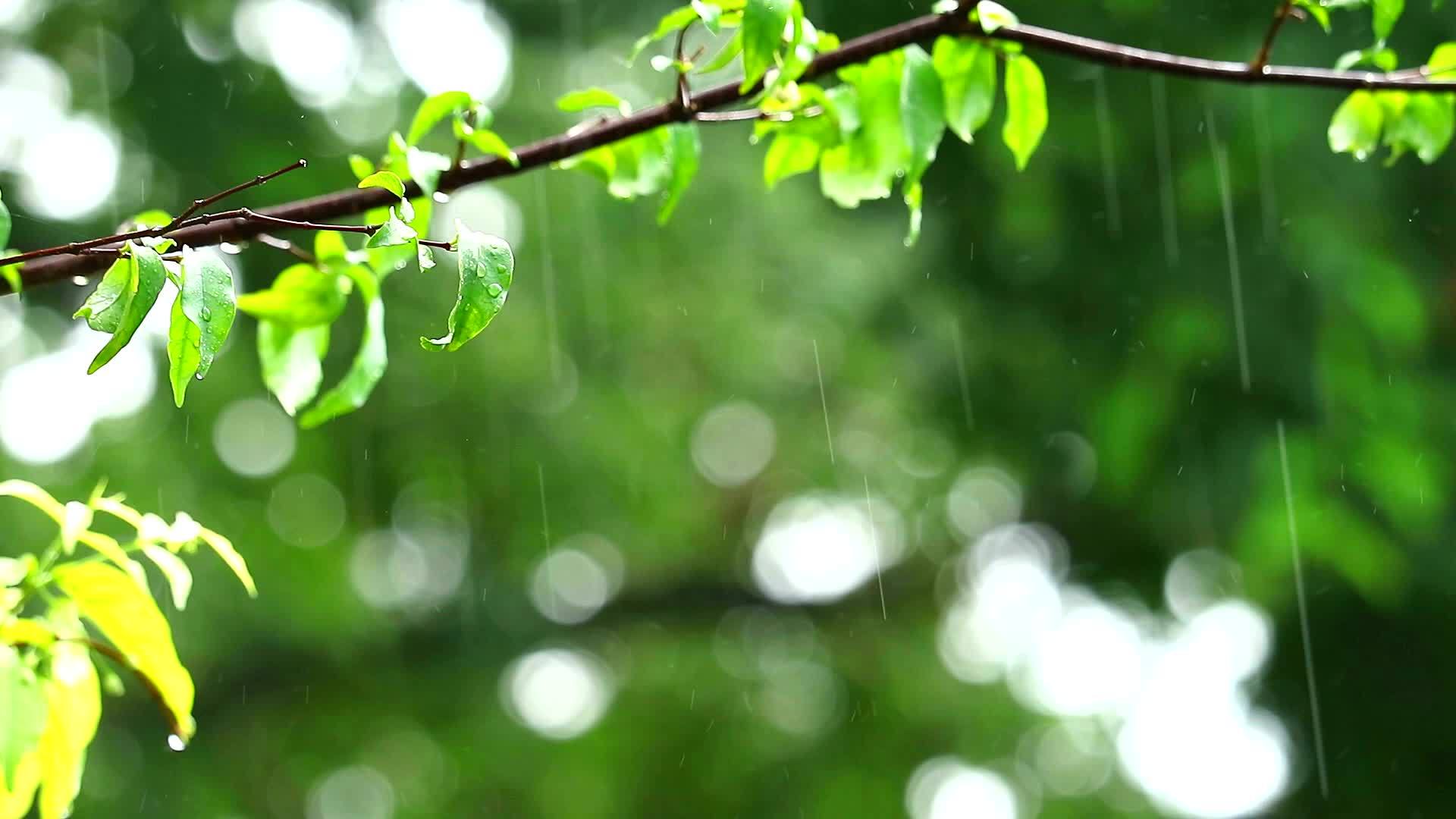 下午花园里的雨滴和模糊的绿色背景树枝被风从树叶中反射出来视频的预览图