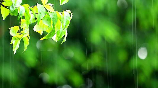 花园里的雨滴和模糊的绿色背景树枝从风和阳光中飘动视频的预览图