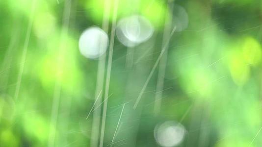 花园里的雨滴和模糊的绿叶随风而动视频的预览图
