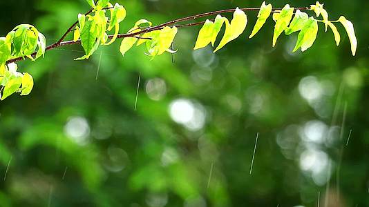 下午花园里的雨滴和模糊的绿色背景树枝反射了树叶视频的预览图