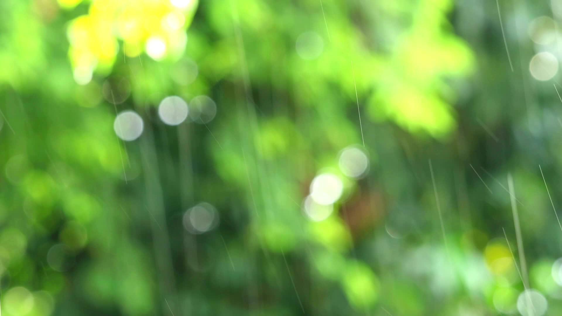 花园和绿叶的雨水模糊了风向浮视频的预览图