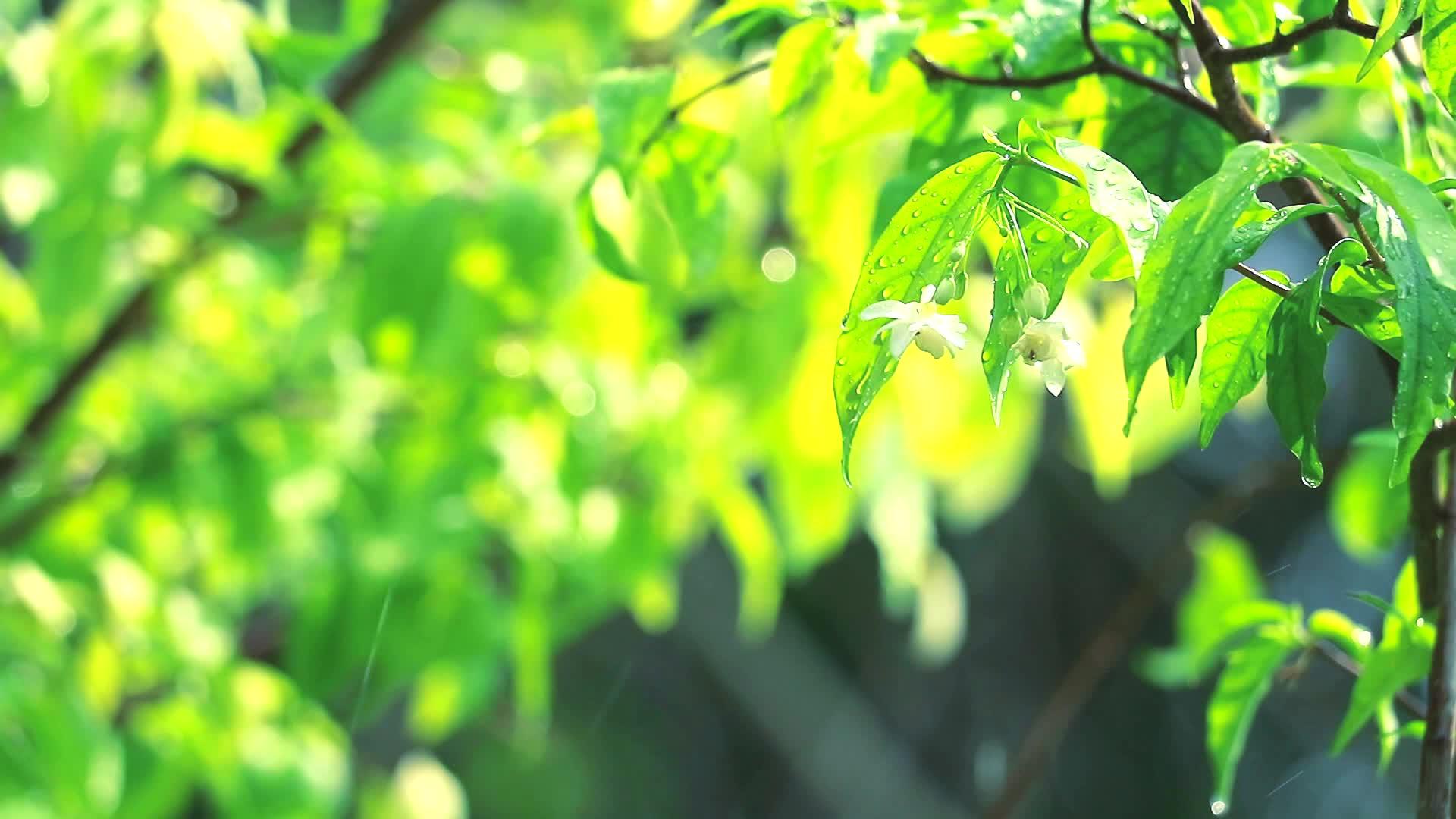 花园里的雨滴落在花园里绿色的背景模糊了风和阳光在下午模糊了视频的预览图