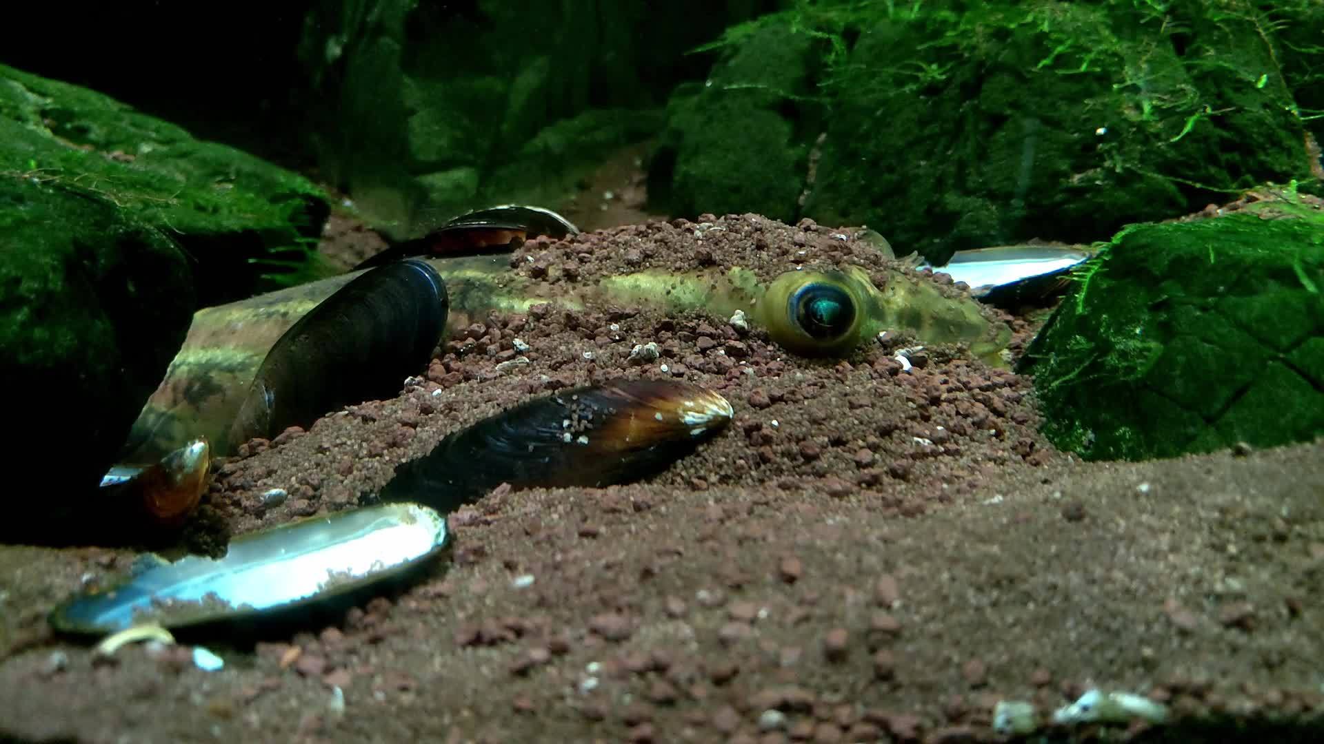 鱼群埋在淤泥视频的预览图