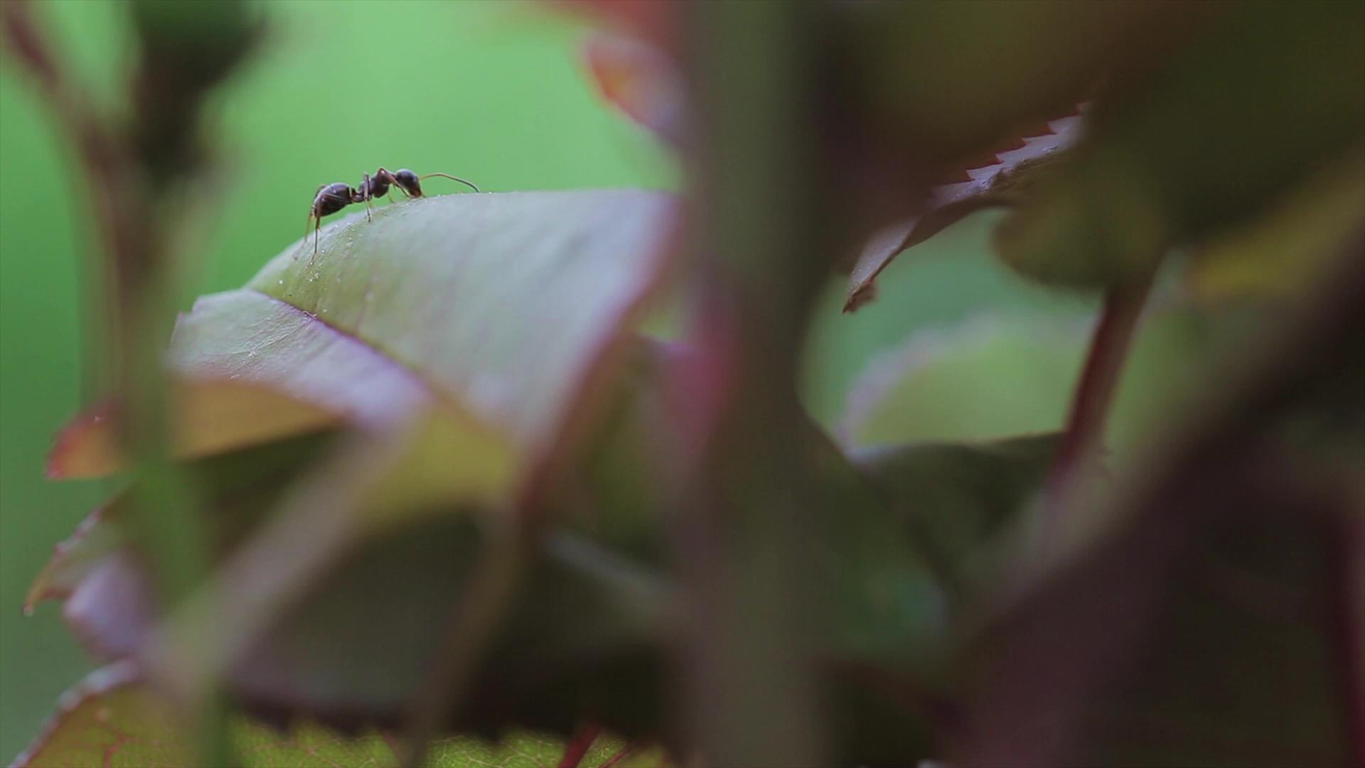 蚂蚁吃树叶视频的预览图