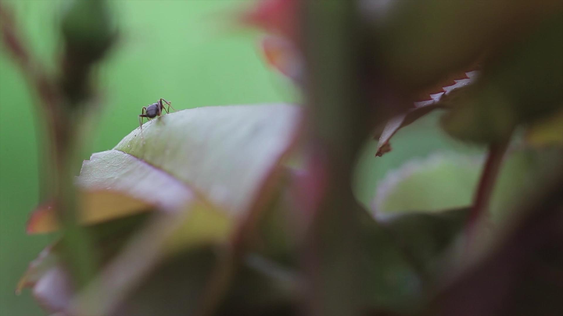 蚂蚁吃叶2视频的预览图