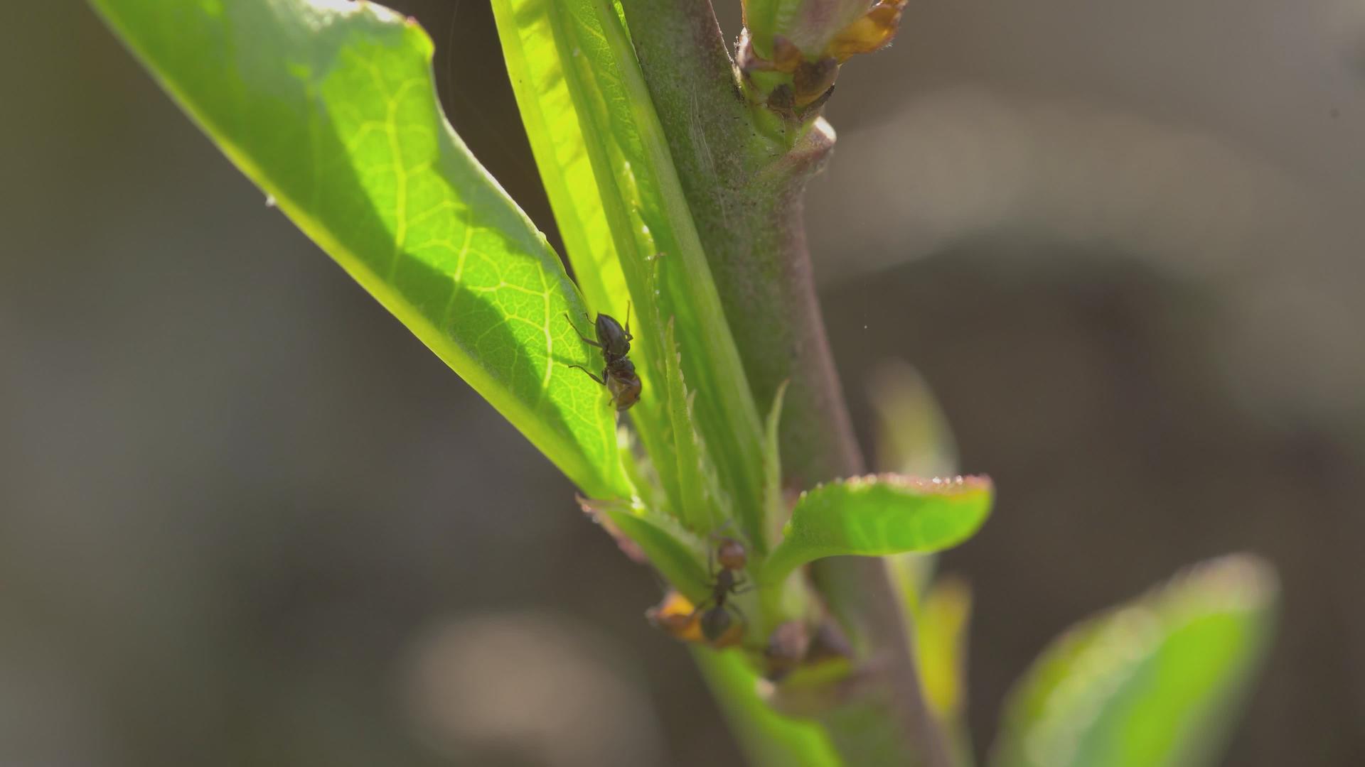 叶子上的蚂蚁2视频的预览图