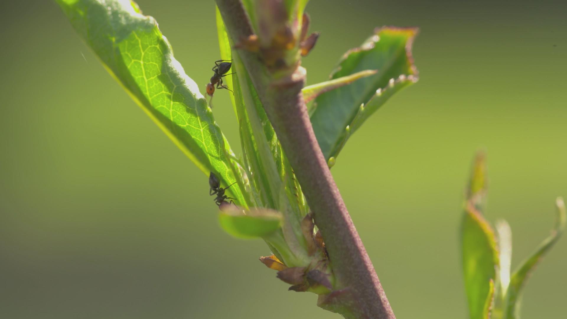 树叶上的蚂蚁视频的预览图