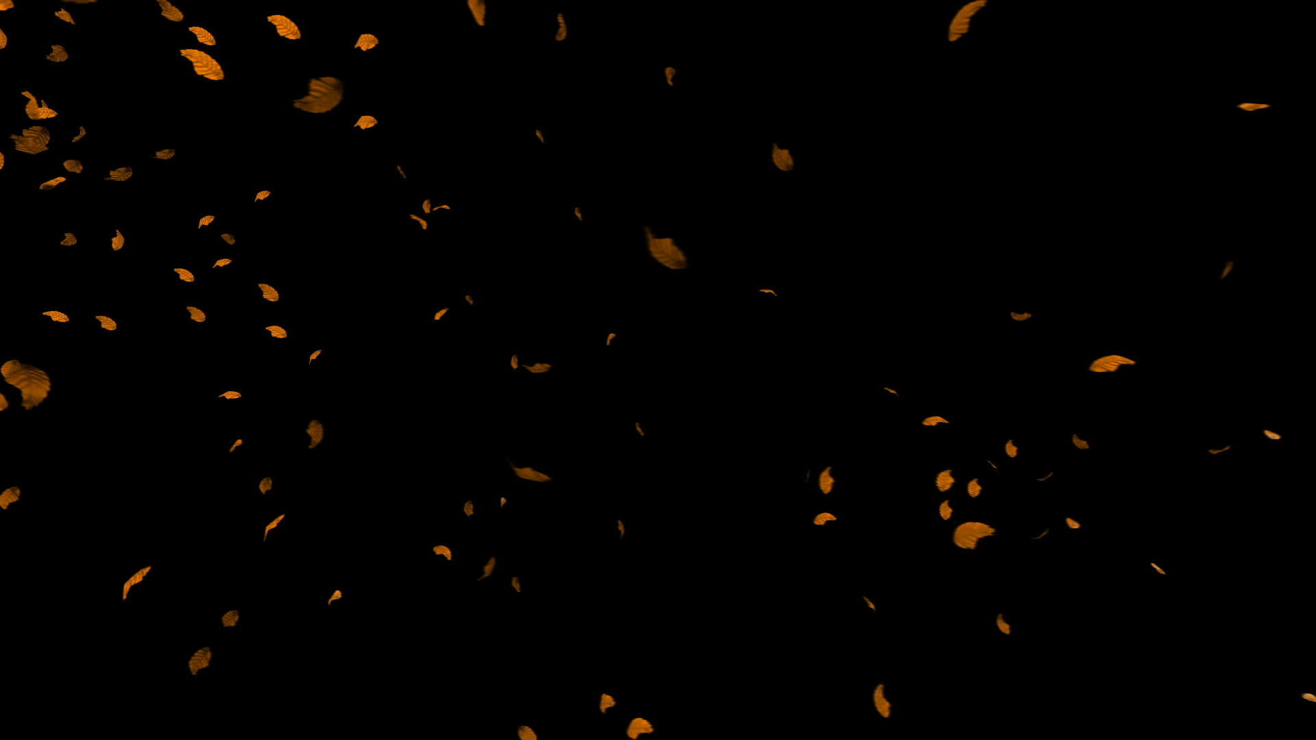 秋叶在黑色背景下飞翔视频的预览图