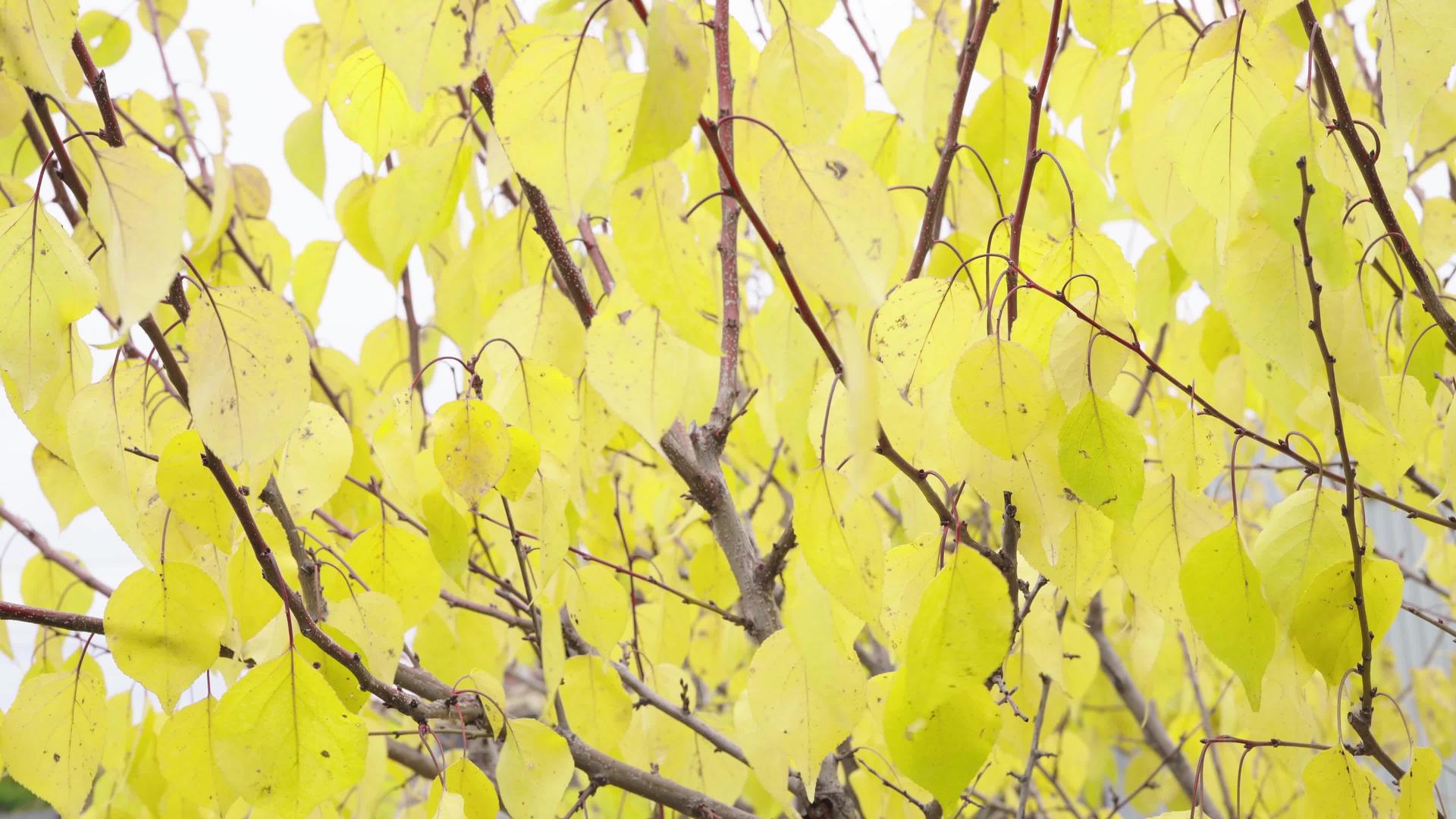秋天树枝和黄叶在风中飘动视频的预览图