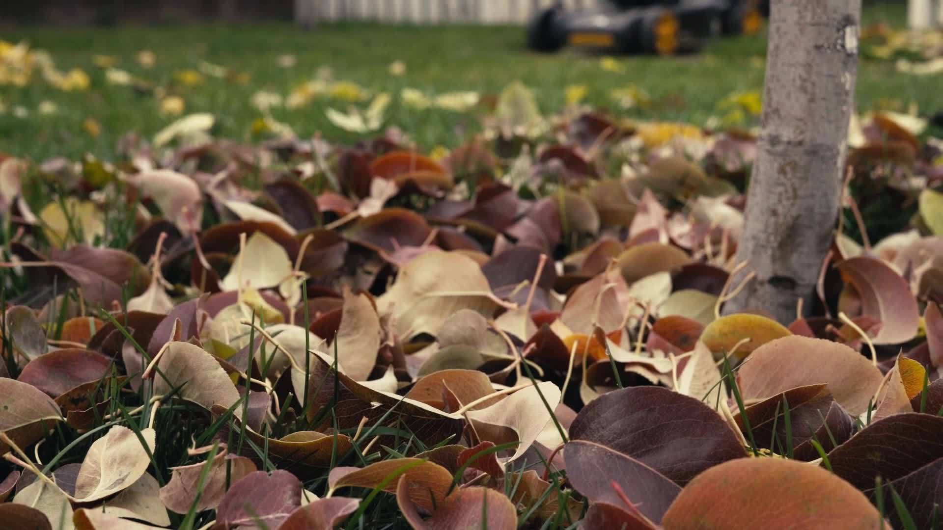 秋天黄叶慢慢落下慢慢移动视频的预览图
