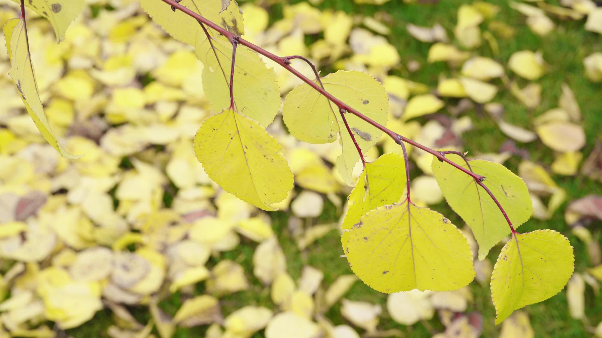 秋天树枝和黄叶在风中飘动视频的预览图