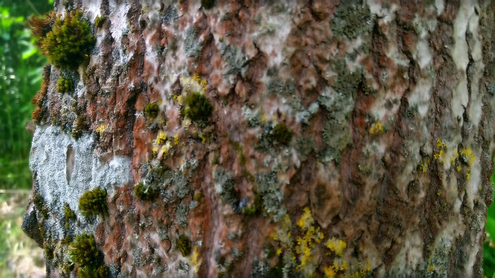 相机在树干上移动并在树干上移动视频的预览图