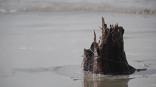 潮湿的树干和热带海滩岛屿的海浪视频的预览图