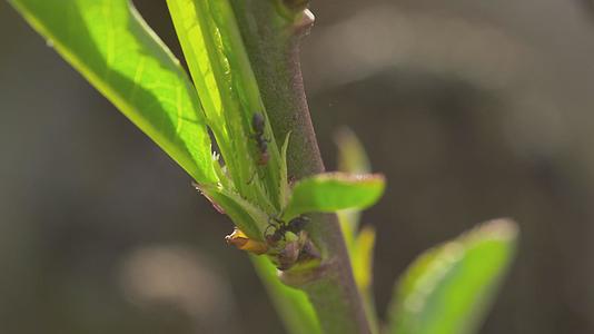 叶子上的蚂蚁3视频的预览图