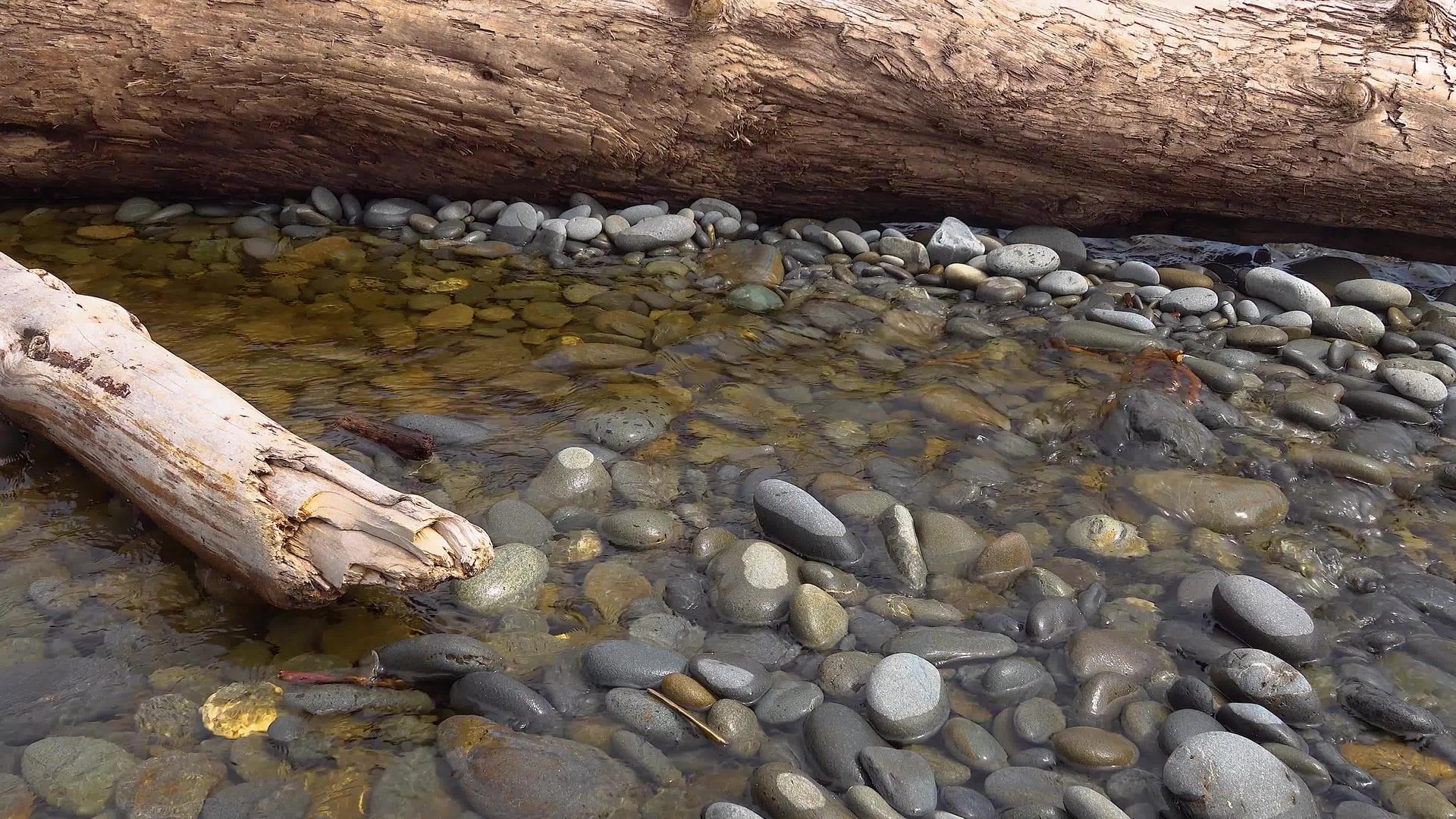 太平洋沿岸的一棵树的干线位于海洋沿岸的一条小河中视频的预览图