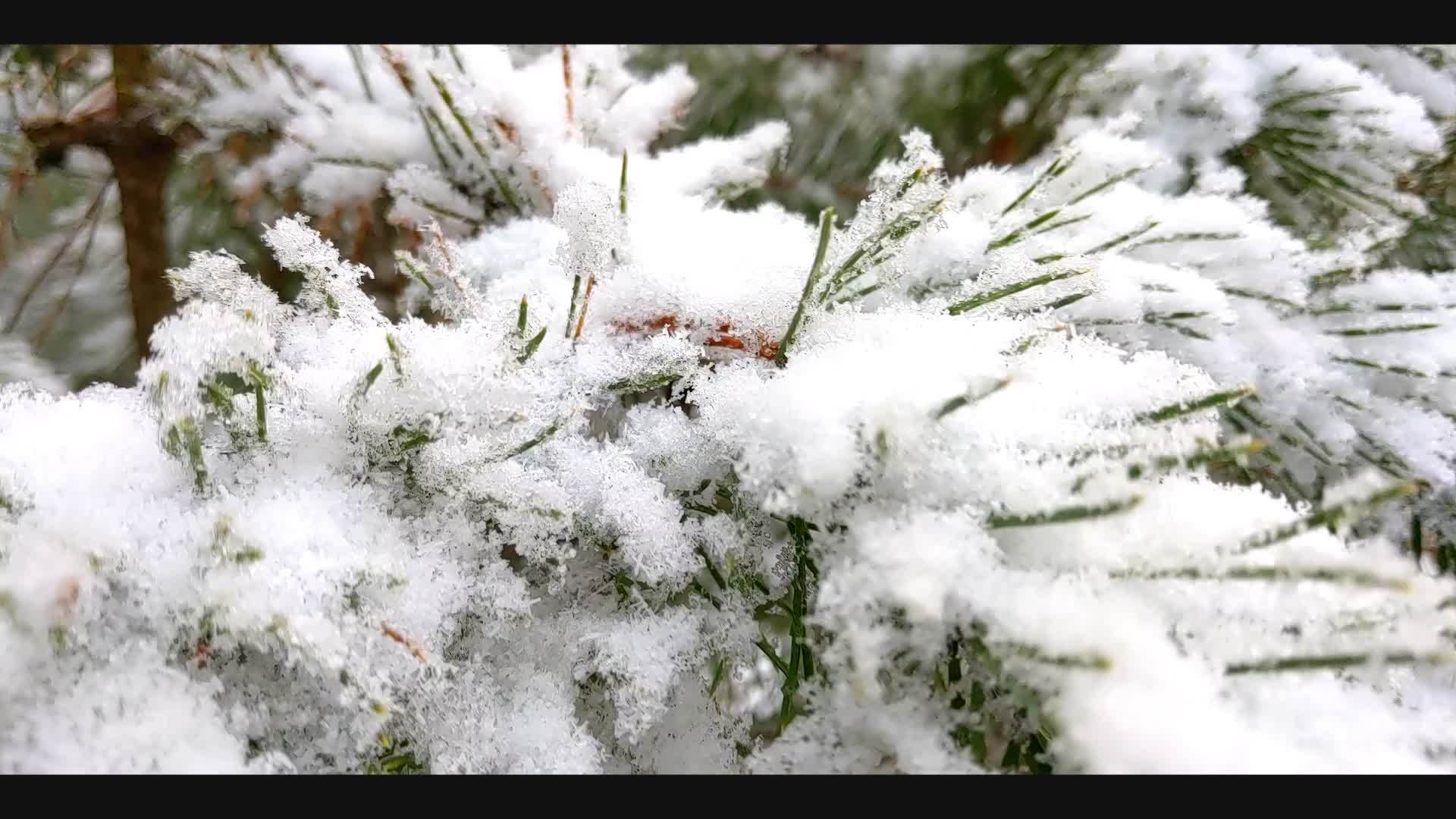 森林公园里美丽的冬季景观被雪覆盖着松树枝雪落在雪地里视频的预览图