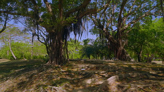 自然林长树视频的预览图