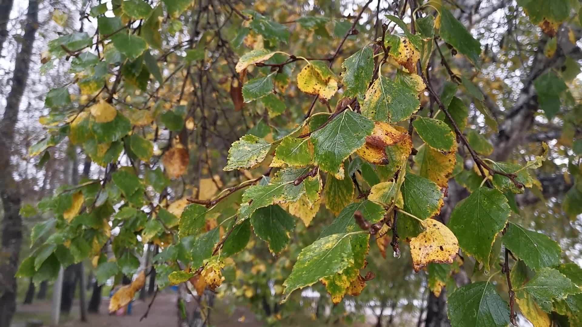 在自然背景公园里叶子湿润的自然背景视频的预览图