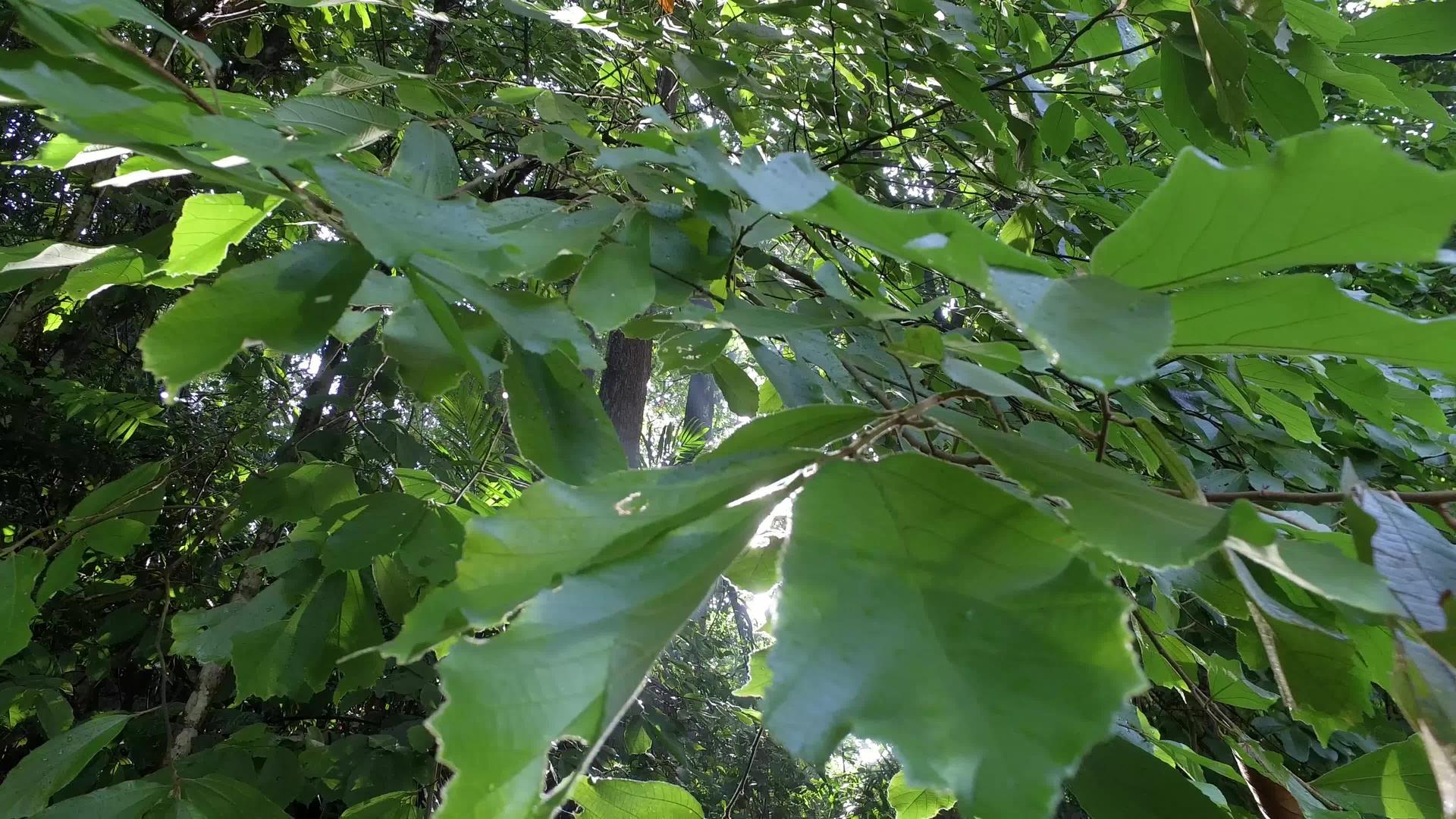 热带雨林有绿树和树叶视频的预览图