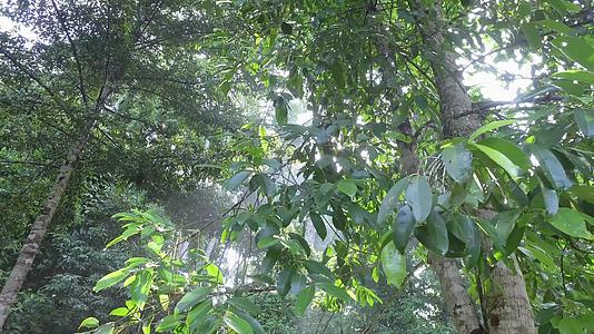 早晨在热带雨林视频的预览图