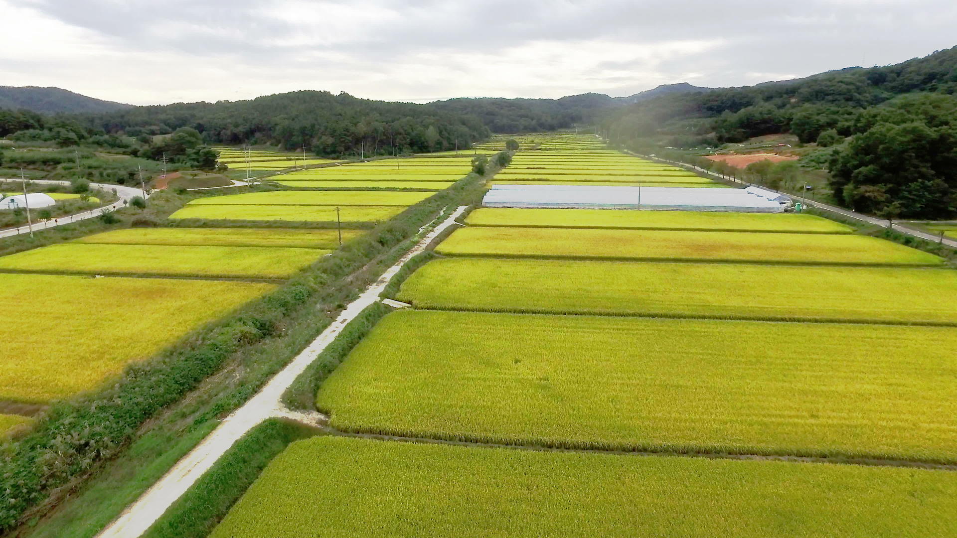 在阴云的一天美丽的稻田视频的预览图