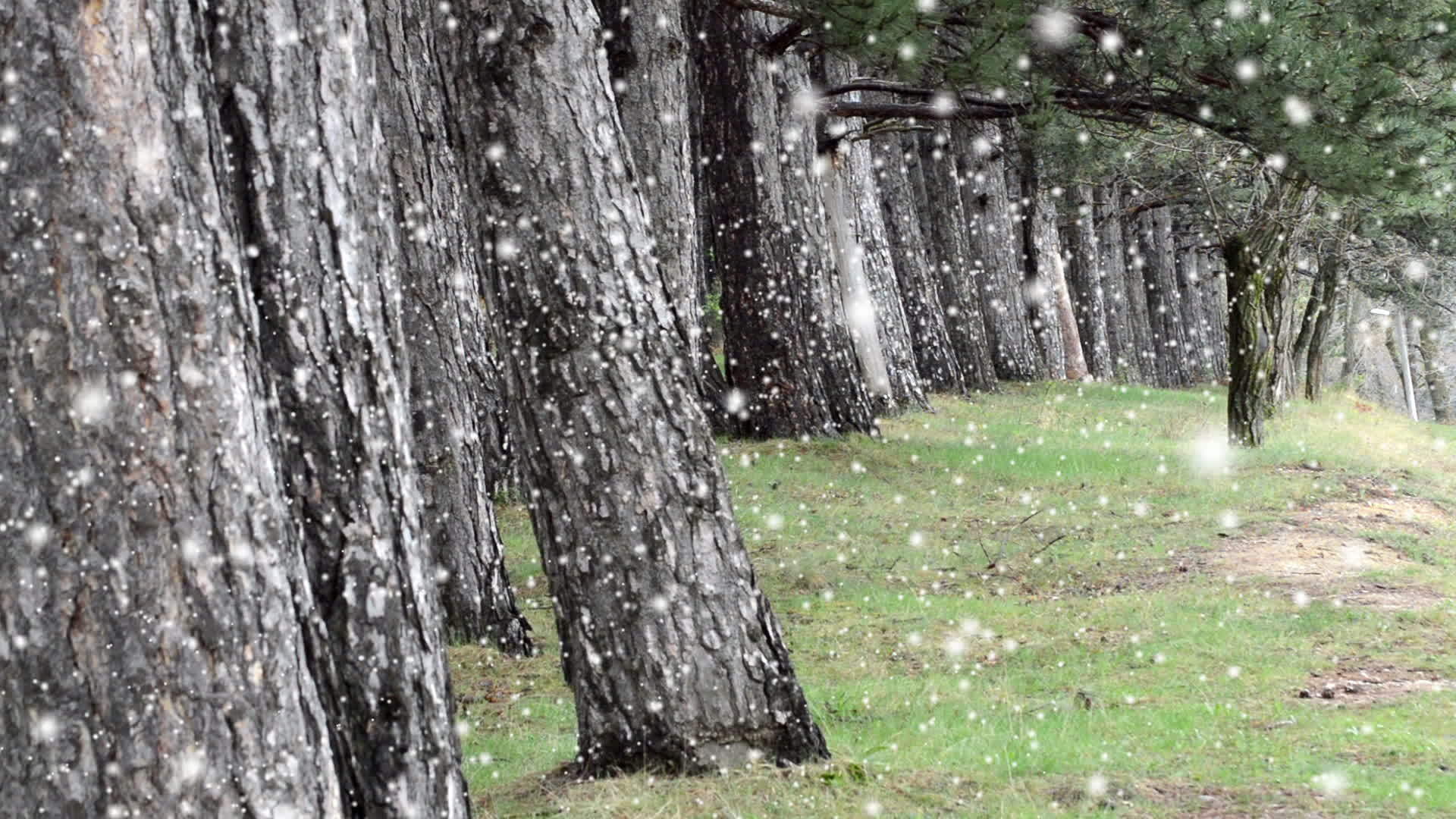 雪天然森林树木背景绿色自然景观视频的预览图